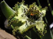 Ferraria grün Blume