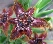 Ferraria clarete Flor