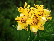 rumena Sobne Rastline Perujski Lily Cvet (Alstroemeria) fotografija
