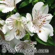 bela Sobne Rastline Perujski Lily Cvet (Alstroemeria) fotografija