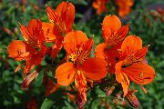 oranžna Sobne Rastline Perujski Lily Cvet (Alstroemeria) fotografija