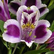 lila Sobne Rastline Perujski Lily Cvet (Alstroemeria) fotografija