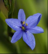 balts Telpaugi Blue Kukurūzas Lilija Zieds (Aristea ecklonii) foto