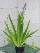 svijetloplava Sobne biljke Plavi Kukuruz Ljiljan Cvijet (Aristea ecklonii) foto