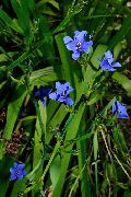 svijetloplava Sobne biljke Plavi Kukuruz Ljiljan Cvijet (Aristea ecklonii) foto