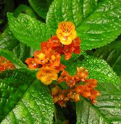 Chrysothemis punainen Kukka