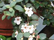 白 室内植物 中美洲桔梗 花 (Codonanthe) 照片