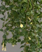 白 室内植物 中美洲桔梗 花 (Codonanthe) 照片
