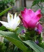 粉红色 室内植物 姜黄 花 (Curcuma) 照片