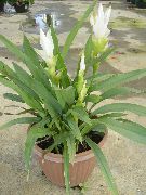 白 室内植物 姜黄 花 (Curcuma) 照片