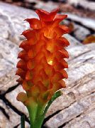 Curcuma punainen Kukka