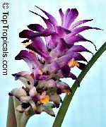 紫 室内植物 姜黄 花 (Curcuma) 照片