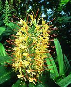 Hedychium, Motýľ Zázvor žltý Kvetina