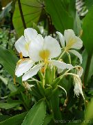 blanco Plantas de interior Hedychium, Jengibre Mariposa Flor foto
