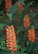 Hedychium, Perhonen Inkivääri punainen Kukka