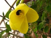 Orchidea Strom žltý Kvetina