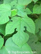 hvid Indendørs planter Papir Mulberry Blomst (Broussonetia papyrifera) foto