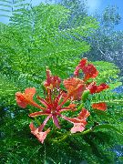 raudonas Vidinis augalai Royal Poinciana, Spalvingas Medis žiedas (Delonix regia) nuotrauka