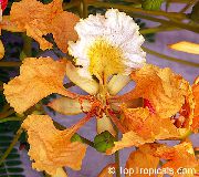 Kunglig Poinciana, Flamboyant Träd apelsin Blomma