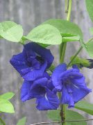 tumši zils Telpaugi Tauriņš Zirņi Zieds (Clitoria ternatea) foto