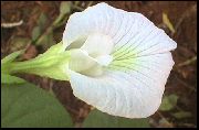 balts Telpaugi Tauriņš Zirņi Zieds (Clitoria ternatea) foto