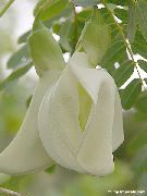 Sesbaniya ақ Гүл
