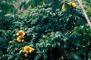 dzeltens Telpaugi Āfrikas Tulpju Koks Zieds (Spathodea) foto
