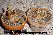 Амариллис Амариллис беладонна - Amaryllis belladonna. Период покоя.