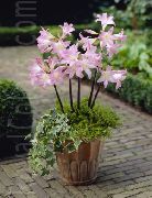 Амариллис Амариллис беладонна - Amaryllis belladonna