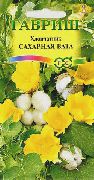 Gossypium, Cotton Plant amarelo Flor