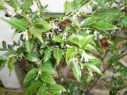 Саркококка Sarcococca confusa