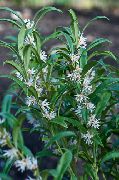 Саркококка Sarcococca hookeriana
