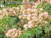 Silk Tree rosa Flor