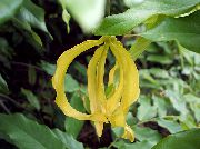 dzeltens Telpaugi Punduris Ilang-Ilang Krūms Zieds (Desmos chinensis) foto