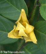 jaune Plantes d'intérieur Mitrephora Fleur (Mitrephora vandaeflora) photo