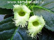 Alsobia grün Blume