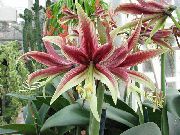 gaiši zils Telpaugi Amaryllis Zieds (Hippeastrum) foto