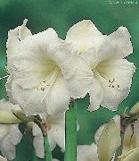 Gippeastrum ақ Гүл