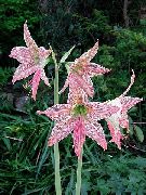 rožnat Sobne Rastline Amaryllis Cvet (Hippeastrum) fotografija