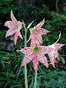 Gippeastrum қызғылт Гүл