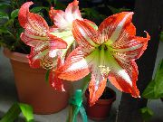 Gippeastrum апельсин Гүл