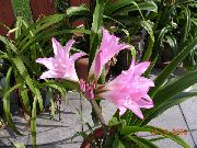 ružová Izbové Rastliny Crinum Kvetina fotografie
