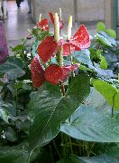 フラミンゴの花、ハートの花 赤 フラワー