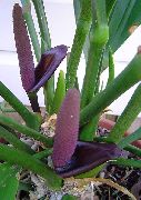 Anthurium күлгін Гүл