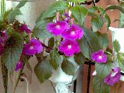 神奇的花，螺母兰花 紫丁香 