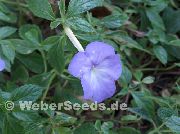 Ахіменес блакитний Квітка
