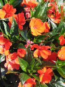 laranja Plantas de interior Patience Plant, Balsam, Jewel Weed, Busy Lizzie Flor (Impatiens) foto