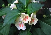 білий Домашні рослини Бальзамін (Імпатіенс) Квітка (Impatiens) фото