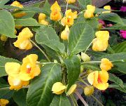 amarelo Plantas de interior Patience Plant, Balsam, Jewel Weed, Busy Lizzie Flor (Impatiens) foto