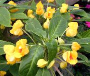 Balyzamin (Impatiens) сары Гүл